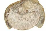 Champagne-Pink Fossil Ammonite (Hoploscaphities) - South Dakota #336265-1